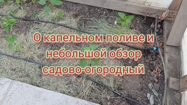 О капельном поливе и садово-огородный обзор Птички Степной
