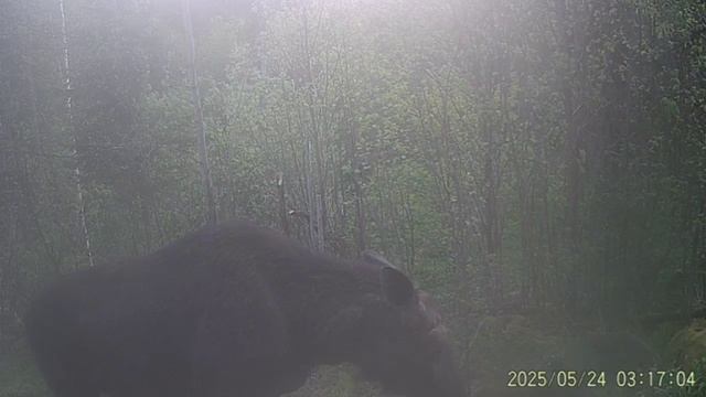 Фотоловушка лосик пришел.