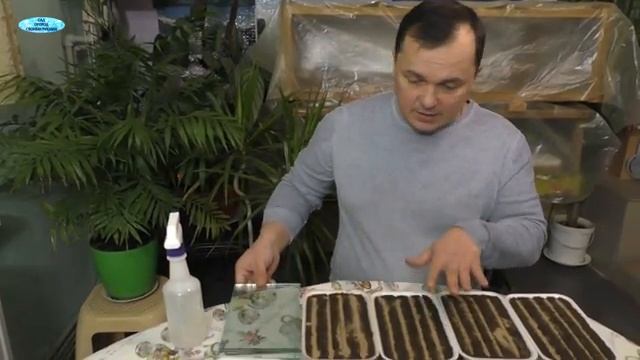 Посев первых цветов в новом сезоне!