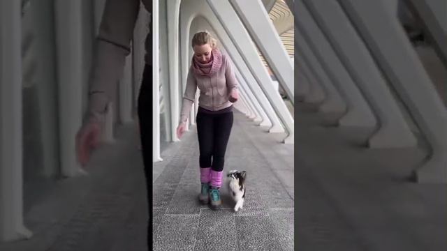 01109-Таннец собачек.