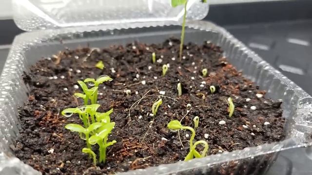 Я ПОСАДИЛ СЕМЕНА ИЗ МАГАЗИННЫХ ФРУКТОВ! 🍍 ЧТО ВЫРОСЛО ЧЕРЕЗ 6 МЕСЯЦЕВ — ВЫ ОБАЛДЕЕТЕ ОТ РЕЗУЛЬТАТА