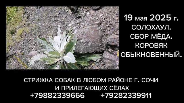 Стрижка собак в Сочи - путь на работу.