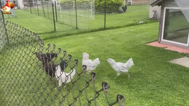 Идеальное птицеводство достойно восхищения 🐓🦆🦢🦚🦃🐔 эпизод (227)
