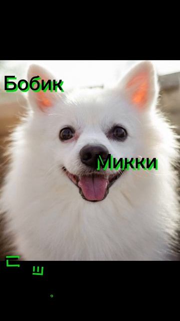 Имена для шпицов мальчиков.