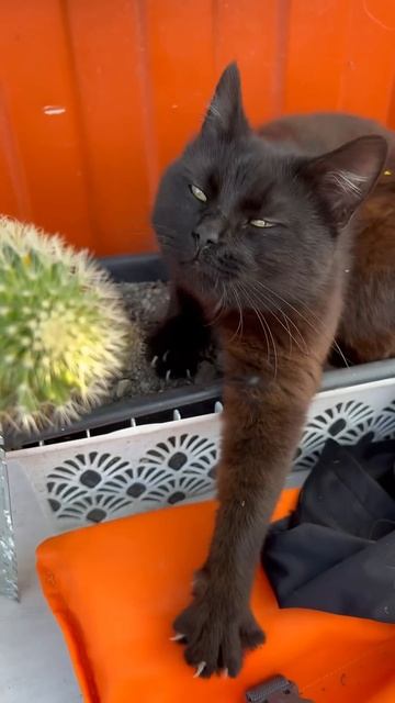 Кот кактус