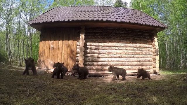 ИЗ МЕДВЕЖЬИХ АРХИВОВ: Медвежата-сироты познают окружающий мир (возраст – 3-3,5 месяца)