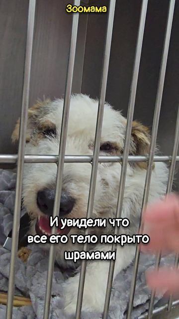 Спасение боевого товарища солдат