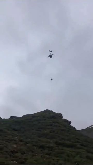 В Швейцарии экстренно эвакуируют коров