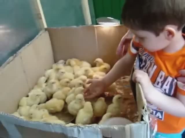 Куры Бройлеры Хаббарт 2 дня.
