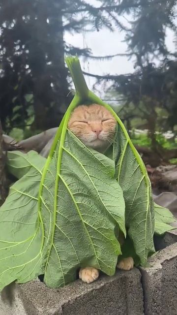 Кот🐈 в  домике🏡  😉✌😂