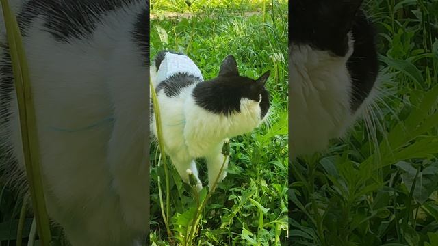 Мася на прогулке 😘😺❤