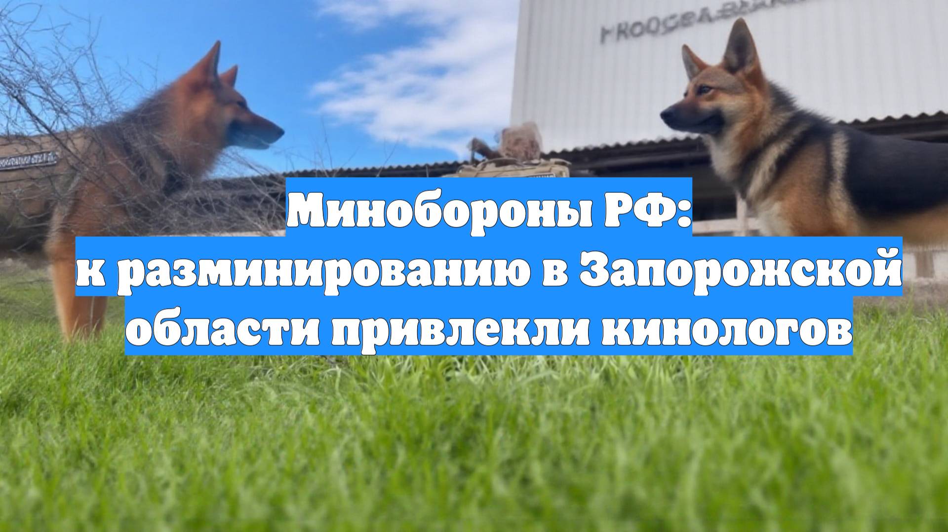 Минобороны РФ: к разминированию в Запорожской области привлекли кинологов