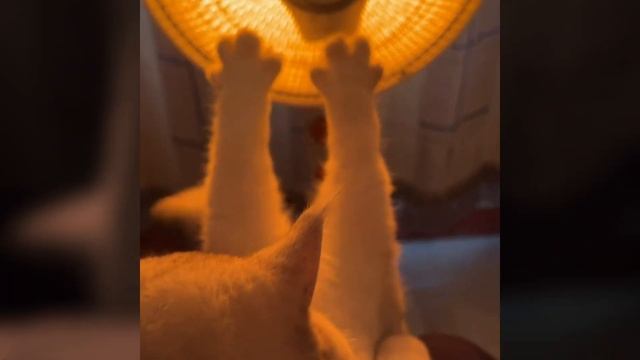 😹 ПРИКОЛЫ с Котами! 😎 СМЕШНЫЕ КОТЫ! 🙀 С ОЗВУЧКОЙ! 😍 ?