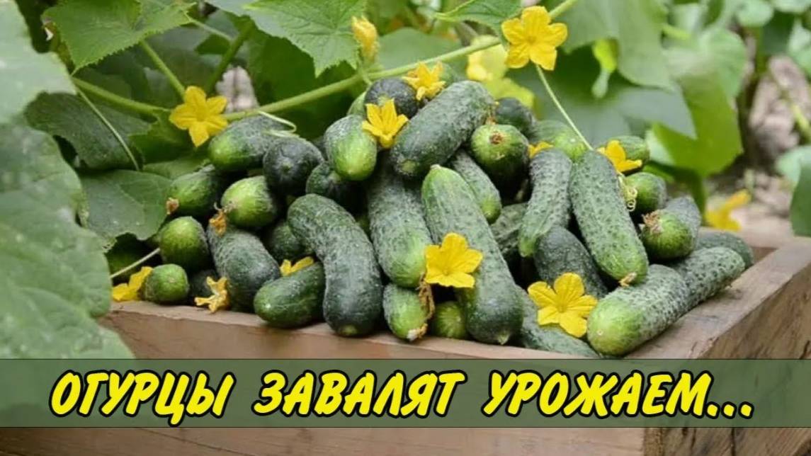 ЛУЧШАЯ ПОДКОРМКА ДЛЯ ОГУРЦОВ. Удивятся даже УЩЛЫЕ ДАЧНИКИ!