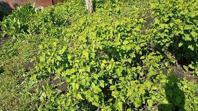 Ливень в деревне; посадили перцы и огурцы