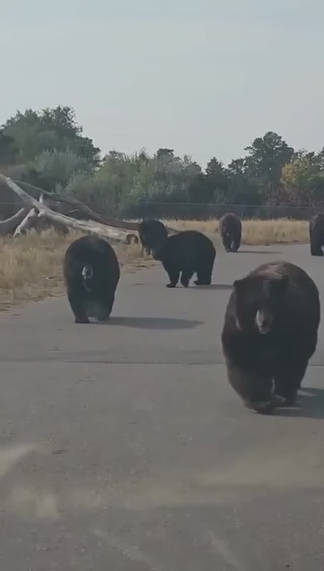 Медведи атакуют!
