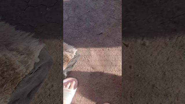 папийончики и их родители