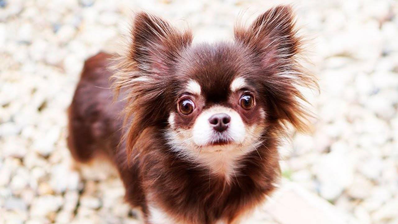 Миша и её первый шаг к чистоте: обучение туалету 🐶🌟