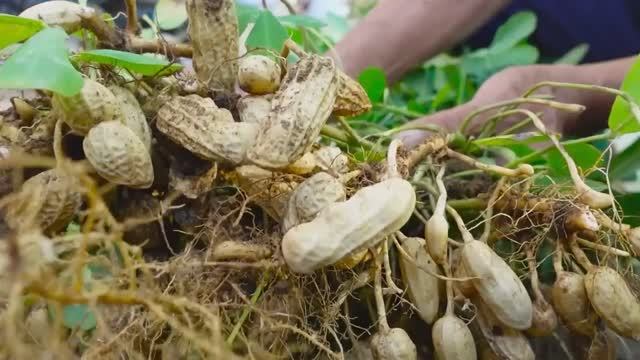 Как вырастить арахис в пластиковых ящиках