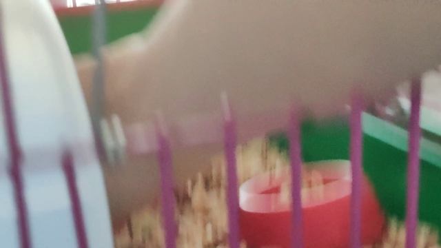 тгк: Пушистые истории 🐹