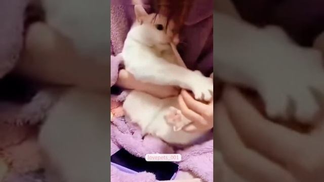 Ржака до слёз-Про котов