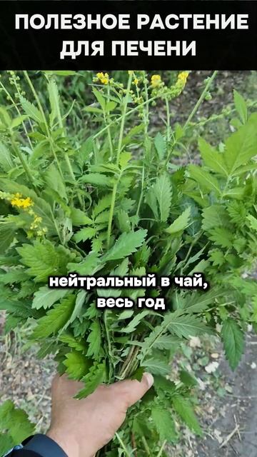 Лучшее растение для вашей печени. Спасает лучше таблеток! #лечение #польза #здоровье
