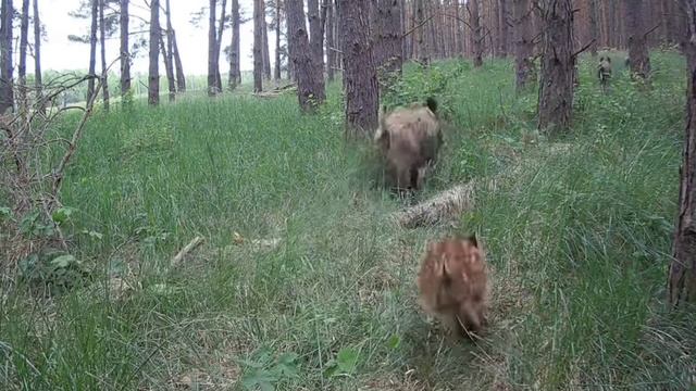 Кабаны видео фотоловушки