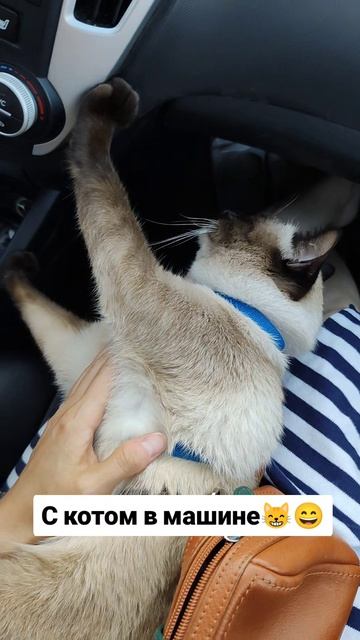 С котом в машине 😳