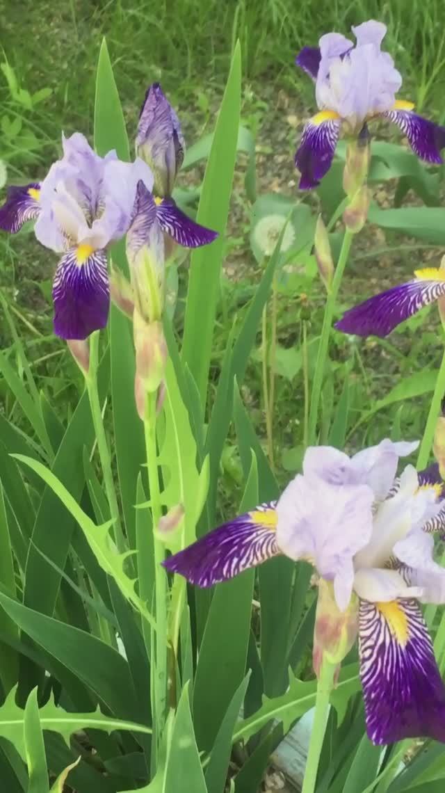 Ирисы