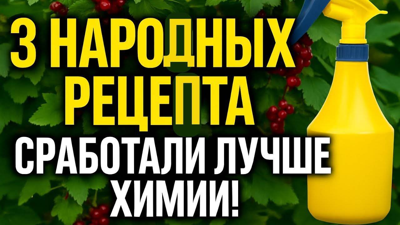 Как ОБРАБОТАТЬ СМОРОДИНУ Без Химии: Легкий Совет Агронома