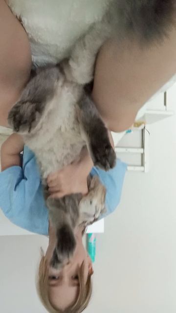 кот