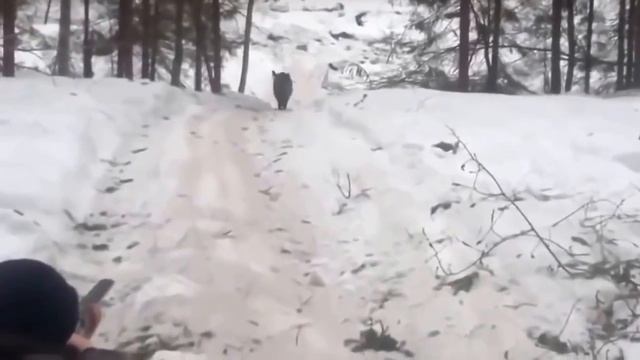 Не попал в кабана и ПОЖАЛЕЛ! Охота