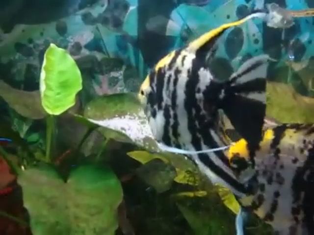 Аквариум. Как Скалярии откладывают икру и оплодотворяют её.