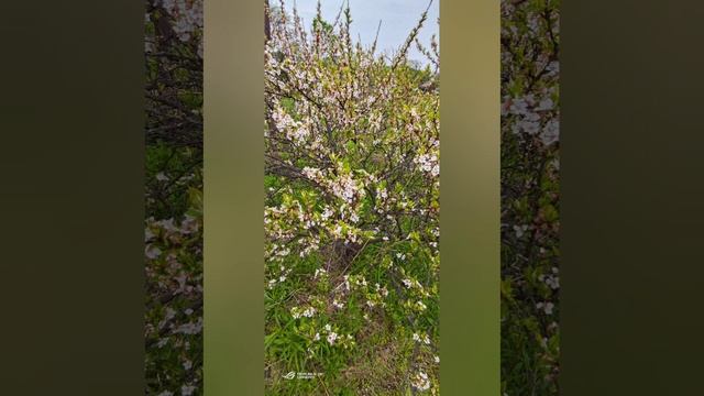 импровизация.mp4