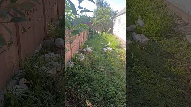 УТКИ ГАЗОНОКОСИЛКИ