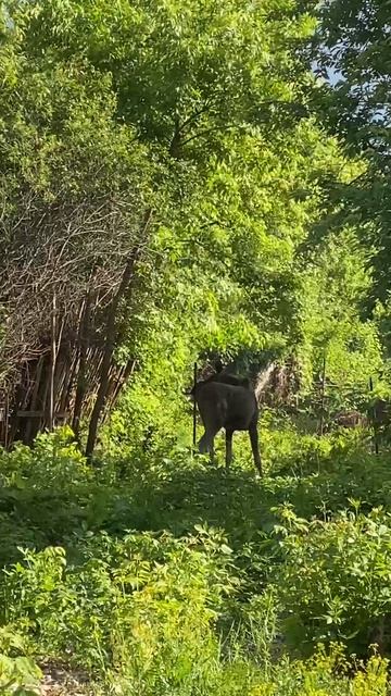 В Жилгородке на дачах гуляет лось