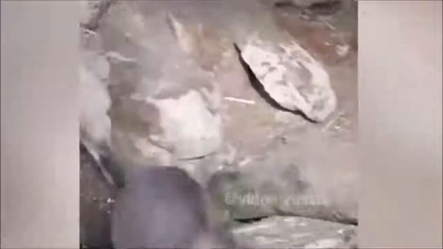 Веселые Картинки #53