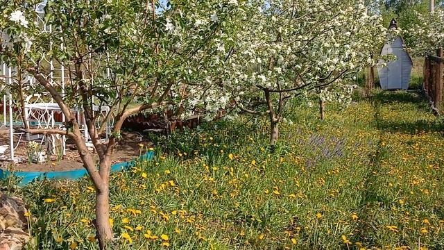 Пробежка по даче Колягино 2025.05.24 одуванчики
