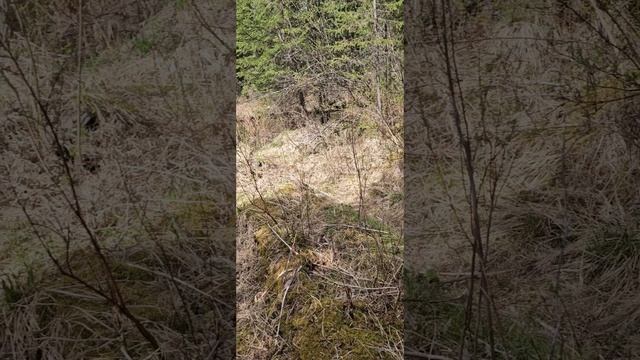 разведка , поиск золото
