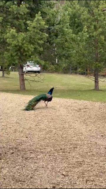 1000015169.mp4