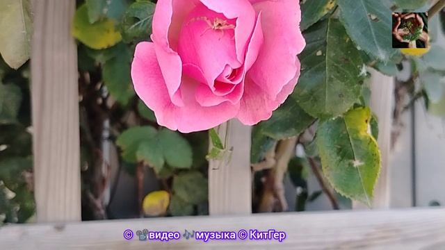 Аккуратней с розами в них живут.