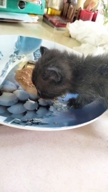Котенок мальчик 1 месяц