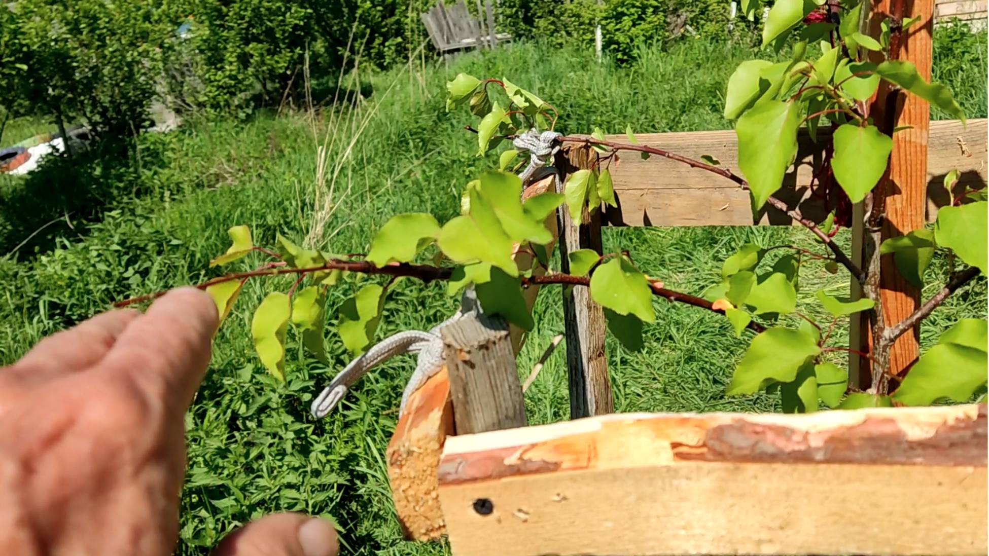 Посадка АБРИКОСА. Владимирская область. Сорт МОНАСТЫРСКИЙ!