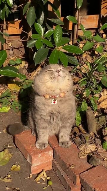 24-05-2025. Котяо-Сан.