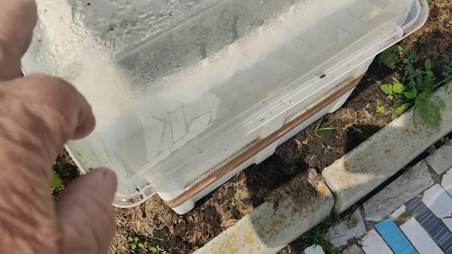 Спасаем травмированный помидор.