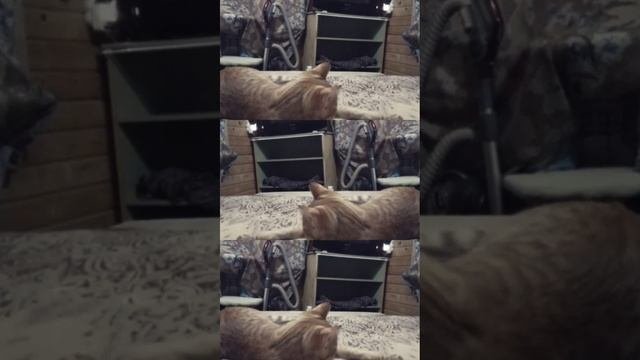 Игры с мышкой