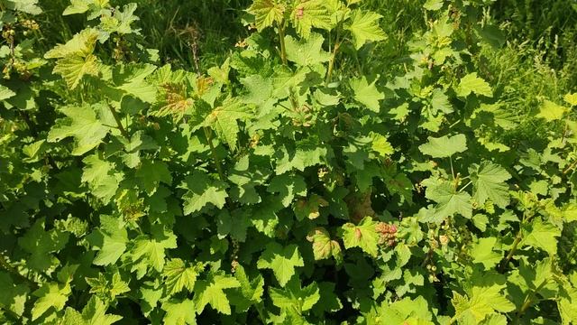 Где лучше в Сибири или на Кубани?