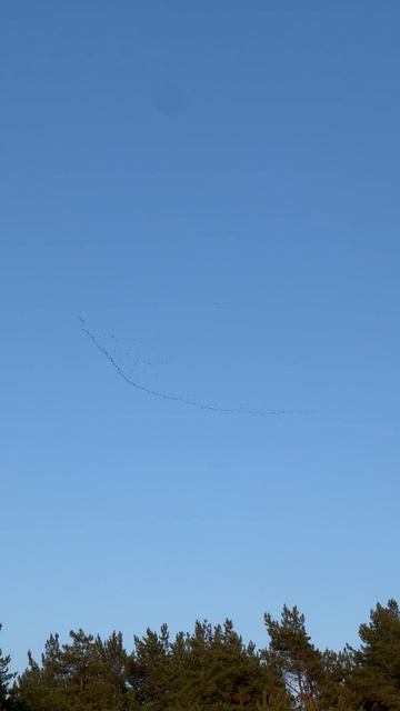 Птицы вернулись в Питер, отзимовали