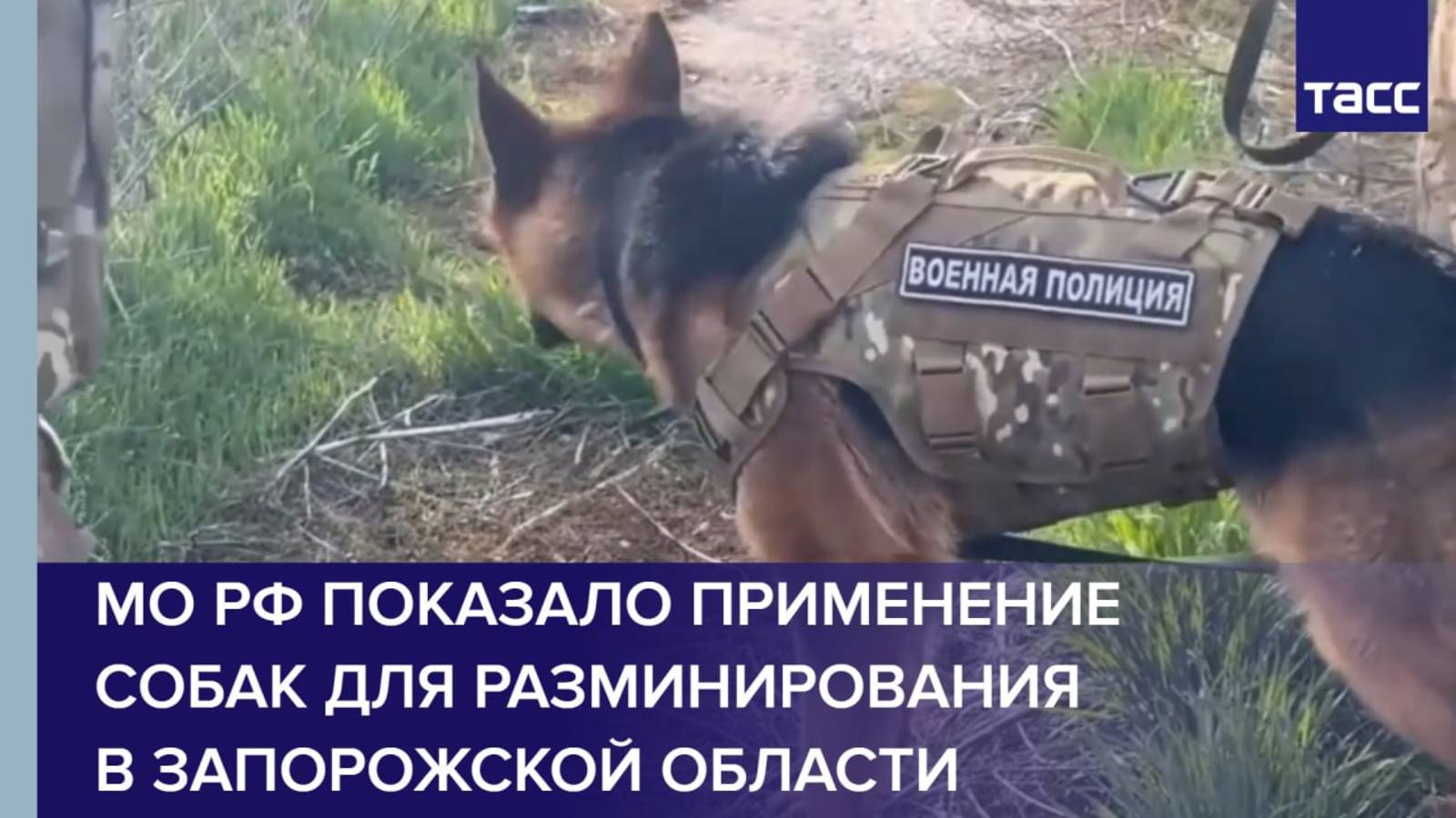 МО РФ показало применение собак для разминирования в Запорожской области