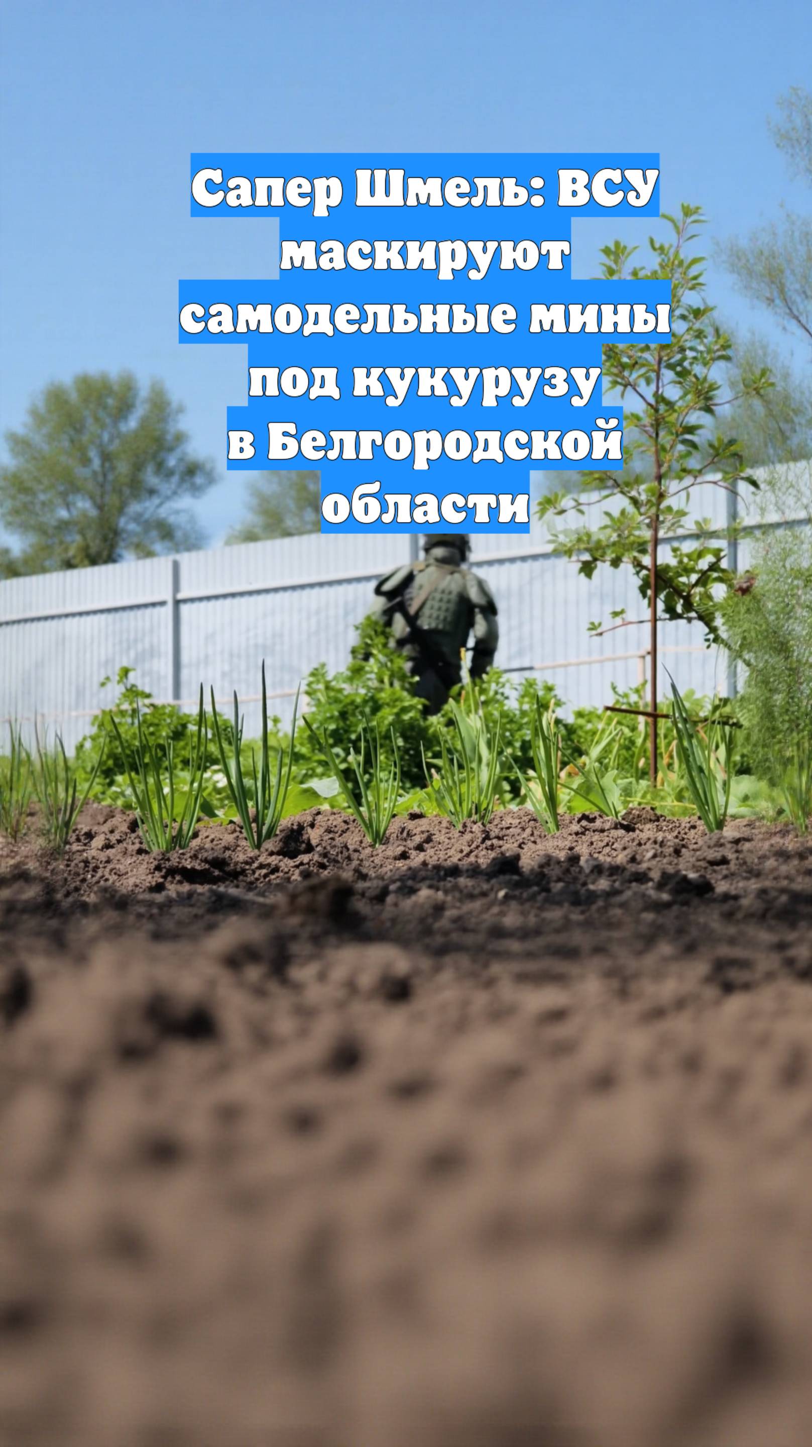 Сапер Шмель: ВСУ маскируют самодельные мины под кукурузу в Белгородской области